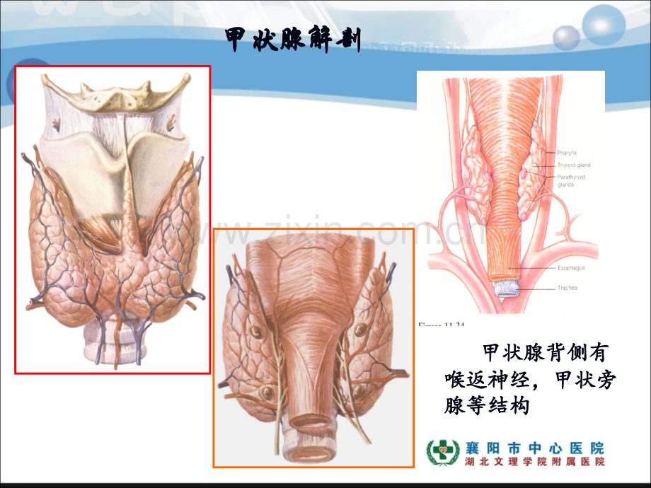 甲状腺超声检查(基础).ppt_第3页