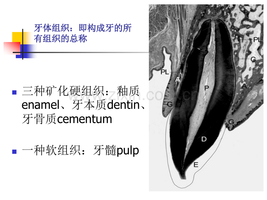 口腔组织胚胎学课件——第一章牙体组织.ppt_第3页