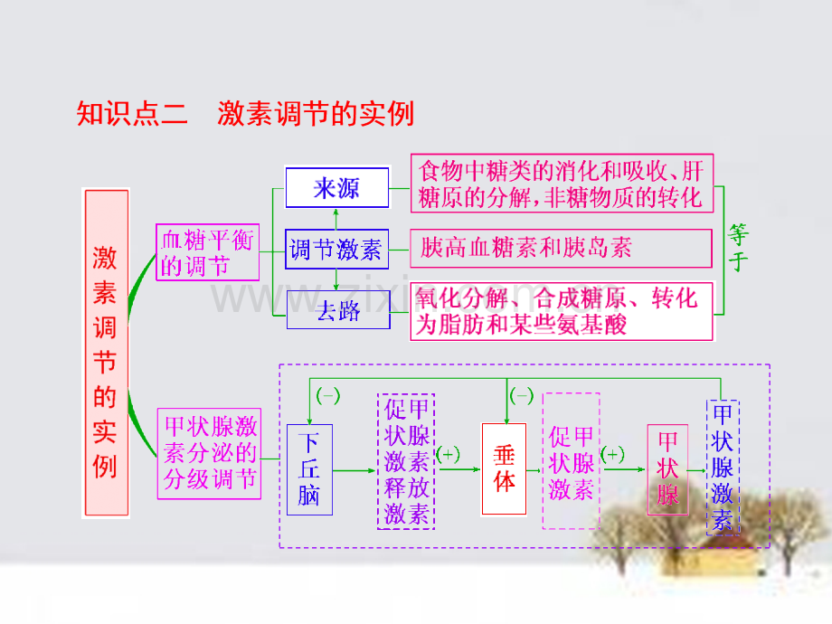 2016届高三生物一轮复习-第一单元-第三讲-激素调节及其与重点.ppt_第3页