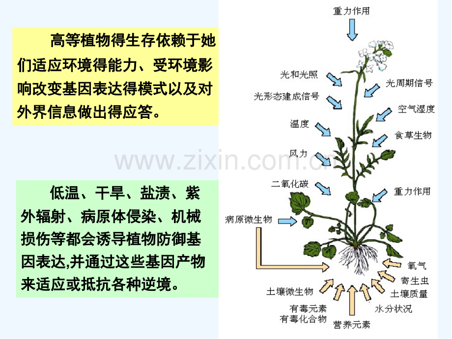 高级植物生理学第一章三植物的防御系统及分子机制ppt.pptx_第3页