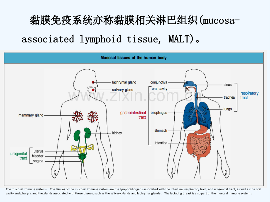 黏膜免疫研究生.pptx_第3页