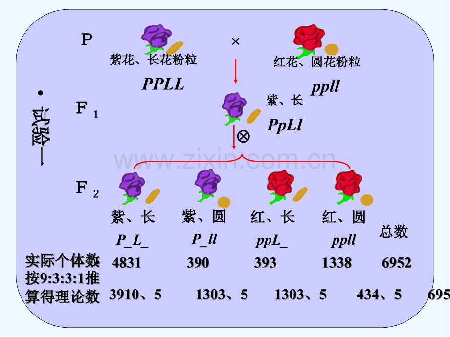 连锁遗传与性连锁-PPT.pptx_第3页