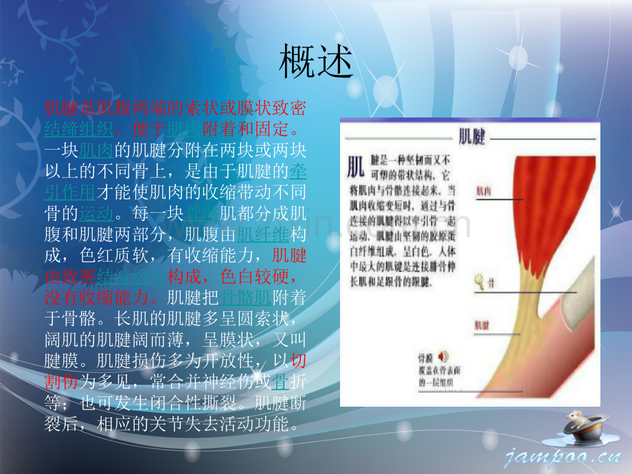 肌腱损伤与肌腱粘连护理.ppt_第2页