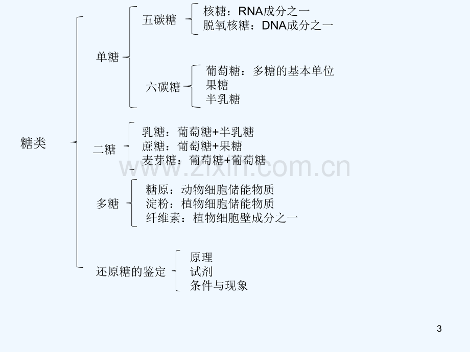 高中生物复习高中生物思维导图-PPT.ppt_第3页