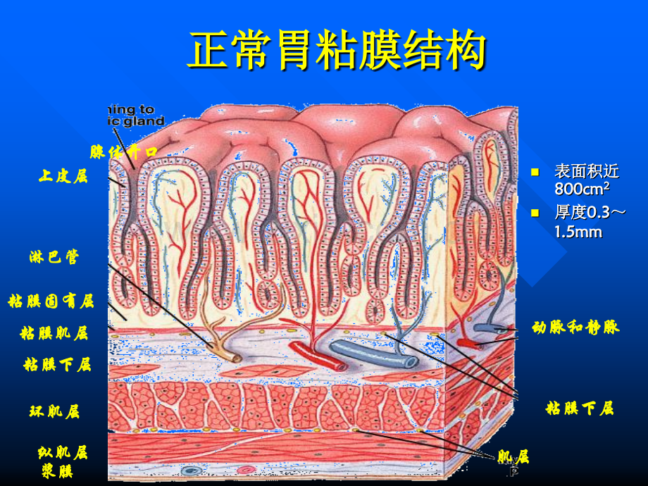 浅述胃粘膜防御因子在消化性溃疡中的作用.ppt_第3页