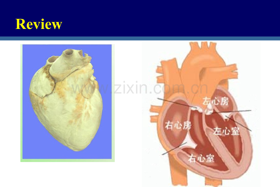 心血管疾病lixiang.ppt_第3页