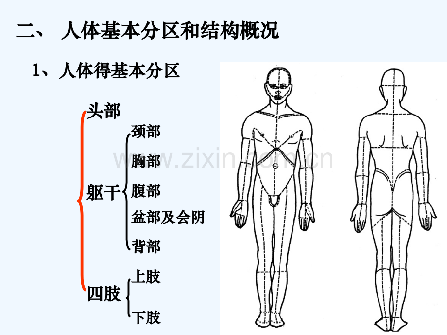 绪论头部局解-PPT.pptx_第2页