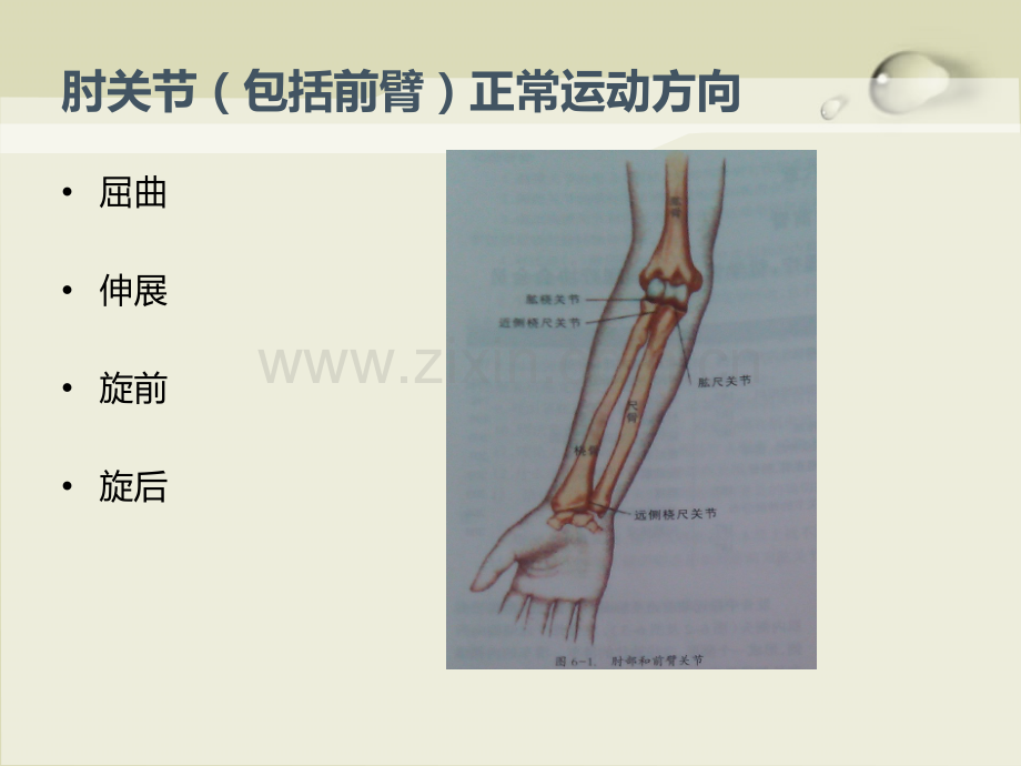 肘关节生物力学ppt.ppt_第3页