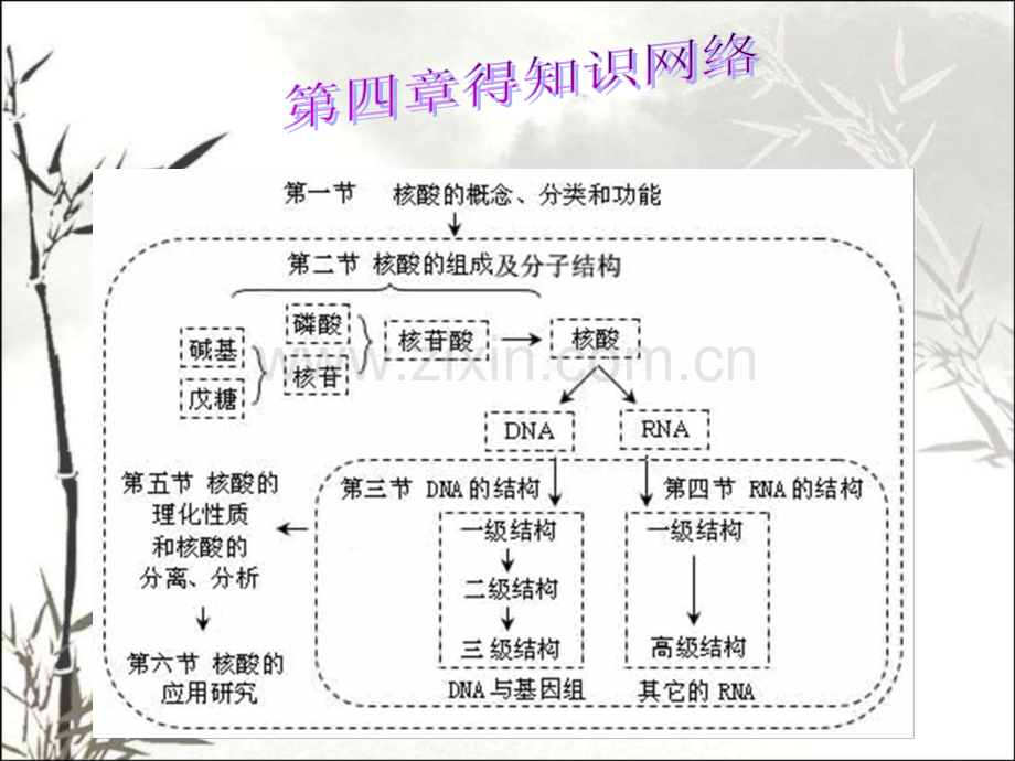 第四章核酸化学.pptx_第2页