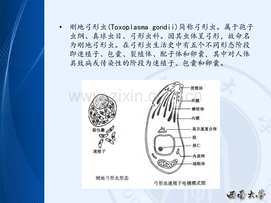 犬猫弓形虫病的诊断及防控.ppt_第3页