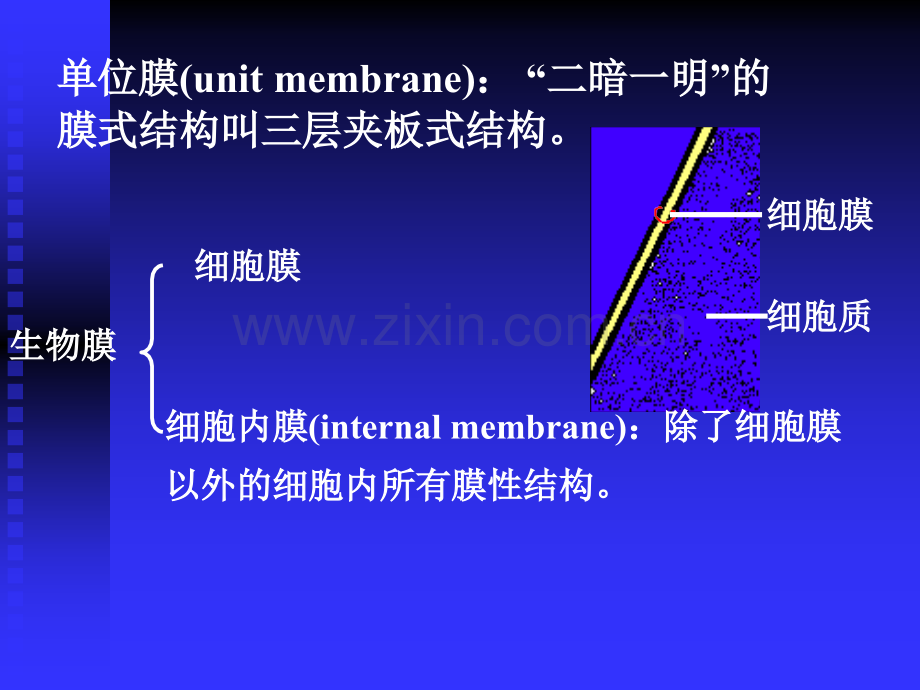 《医学生物学》-第四章细胞膜-2010.ppt_第2页