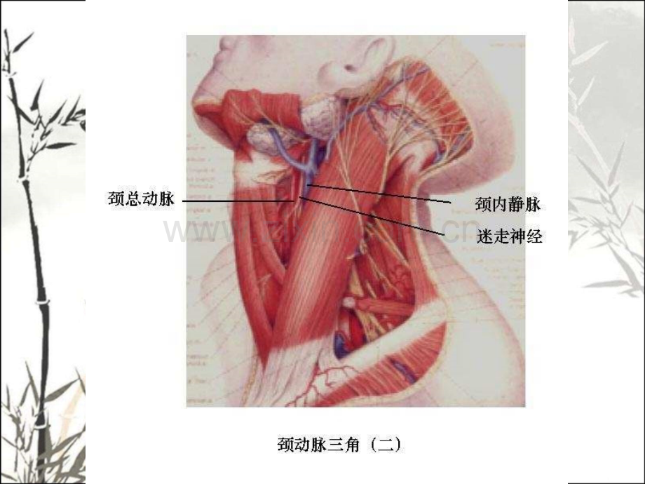 紧急救护法修改版.pptx_第3页