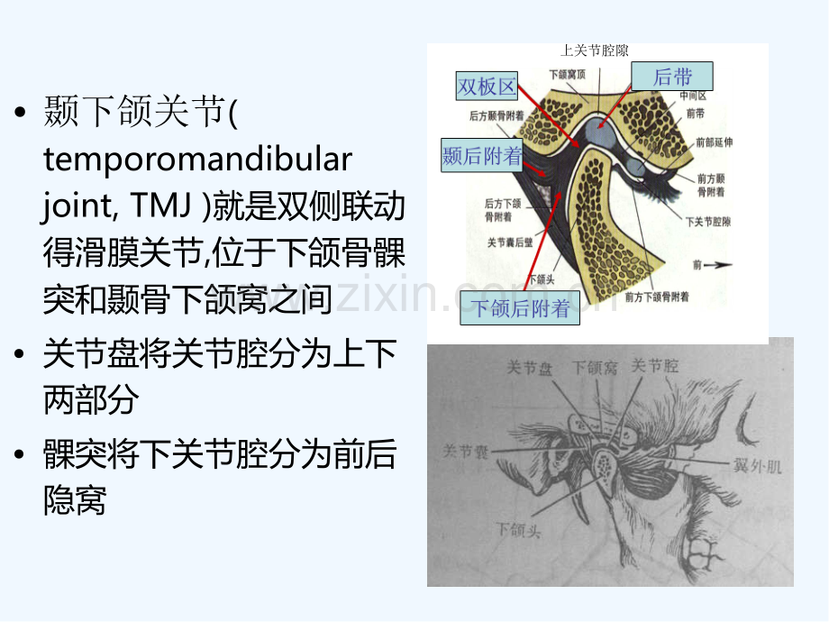 颞下颌关节紊乱表现.pptx_第2页