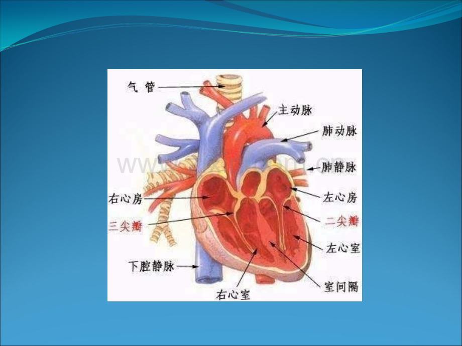 缺血性心脏病患者的护理.ppt_第3页