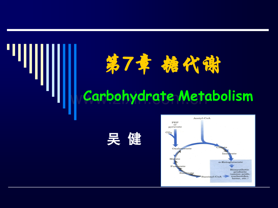 生物化学课件7糖代谢.ppt_第1页