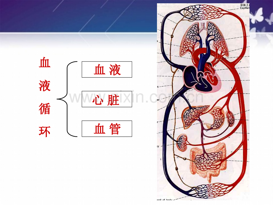 心脏功能.ppt_第2页