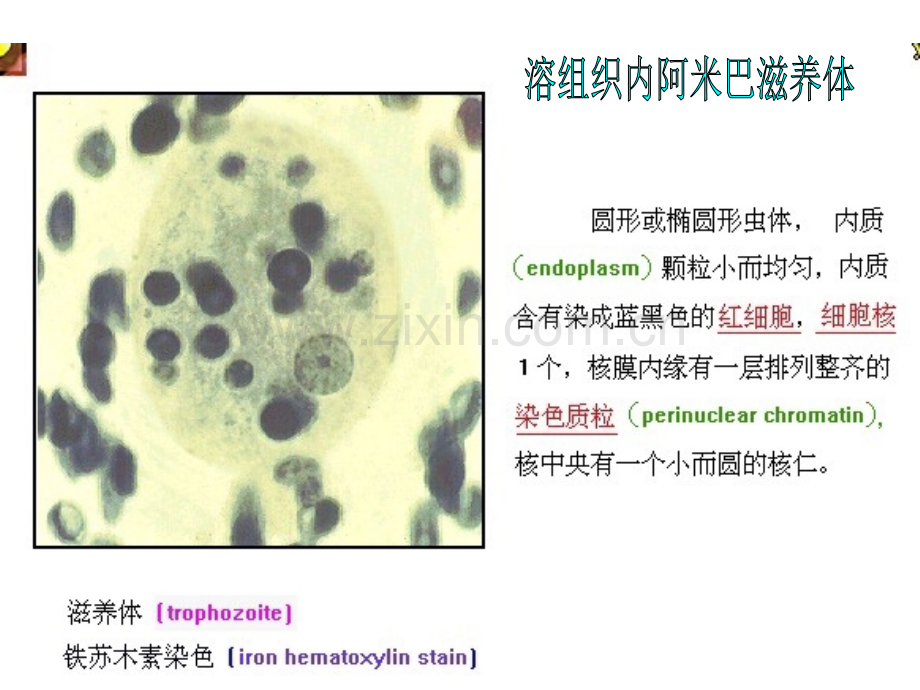 医学寄生虫实验图片整理.ppt_第1页