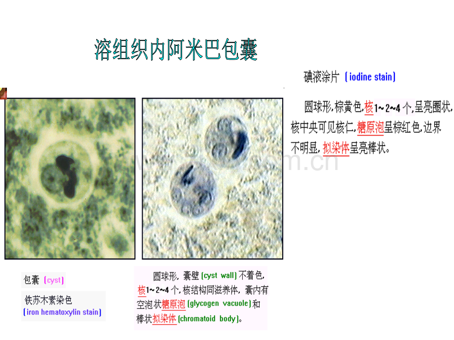 医学寄生虫实验图片整理.ppt_第2页