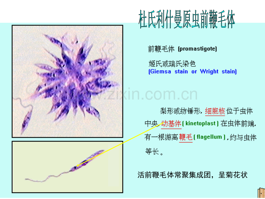 医学寄生虫实验图片整理.ppt_第3页