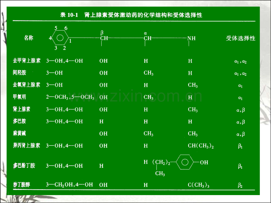 肾上腺素受体激动药.pptx_第3页