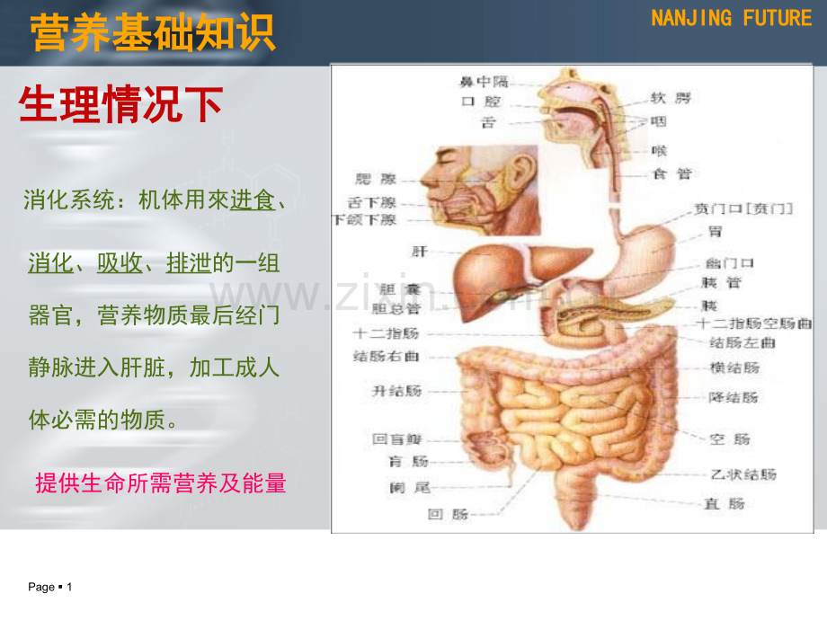 肠管(鼻肠管).ppt_第1页