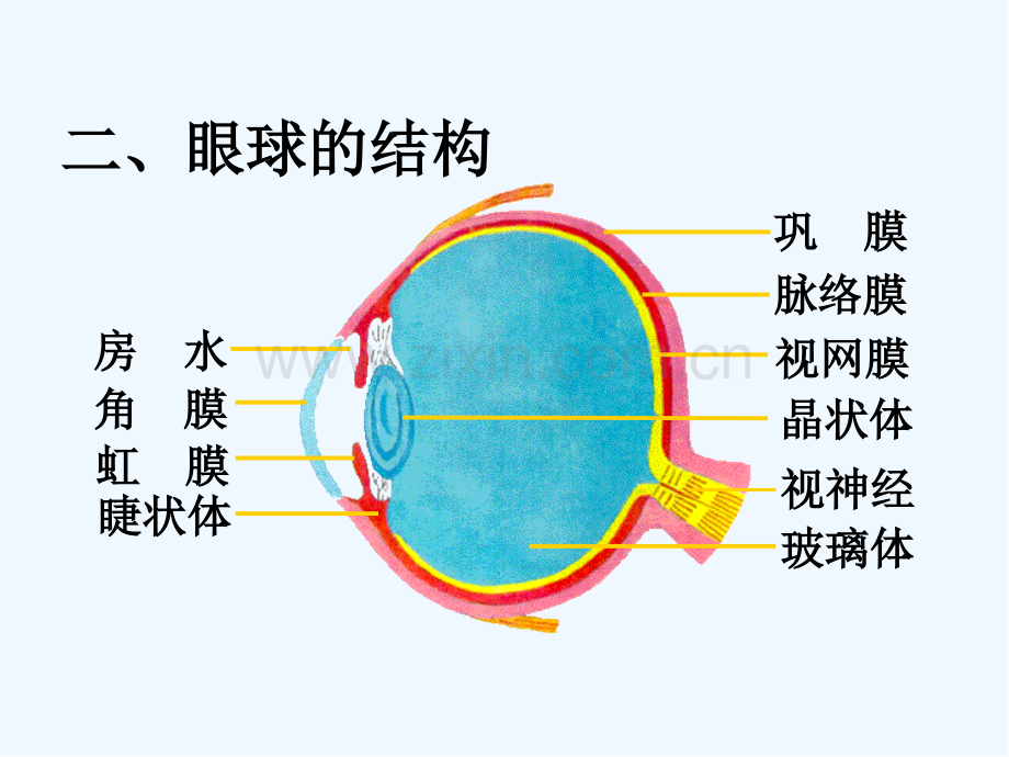 节感受器和感觉器官-PPT.pptx_第3页