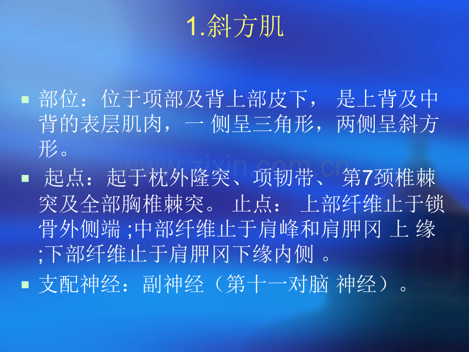 肩关节相关肌肉解剖.ppt_第2页