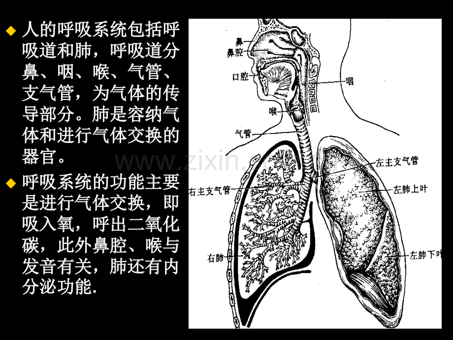 201807现代基础医学概论(第七章--呼吸系统).ppt_第2页