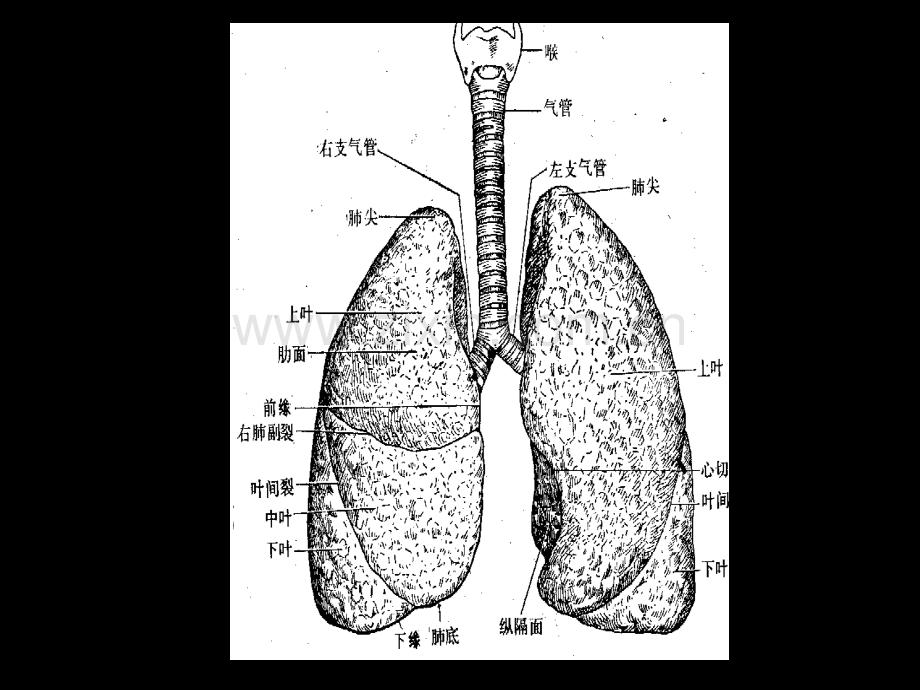 201807现代基础医学概论(第七章--呼吸系统).ppt_第3页