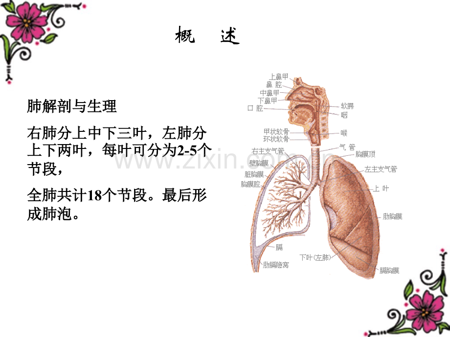 核医学-第九章-肺和下肢深静脉显像.ppt_第2页