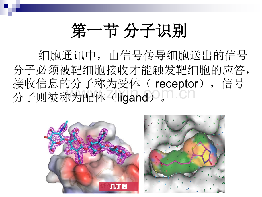 2019精选医学第2章蛋白质结构与功能——受体..ppt_第3页