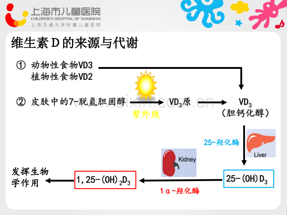 维生素D与内分泌疾病.ppt_第3页