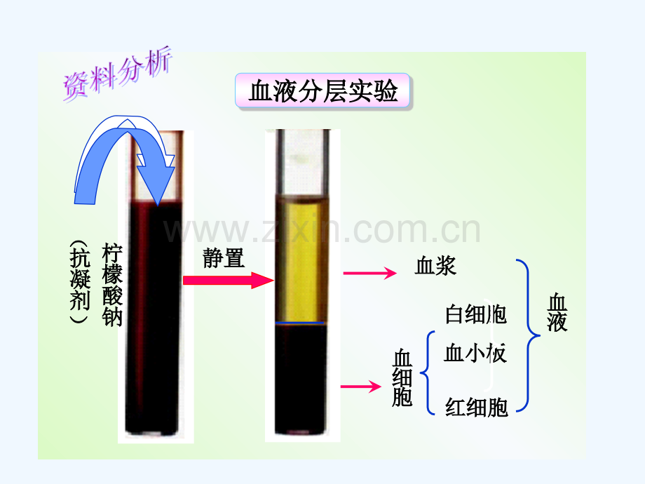 第四章-第一节-流动的组织——血液-PPT.ppt_第3页