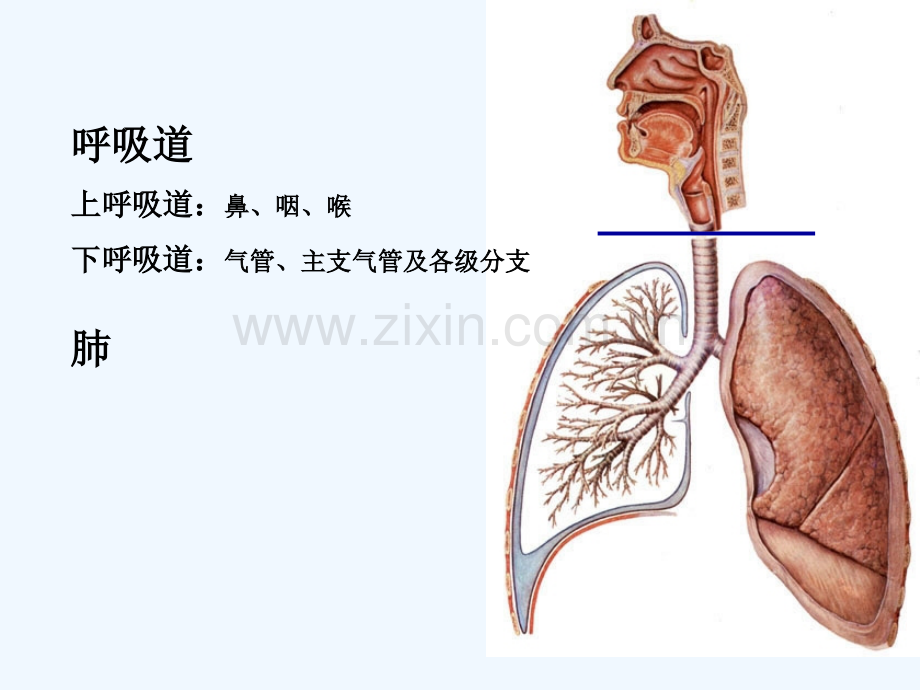 人体解剖学之呼吸系统课件-PPT.ppt_第2页