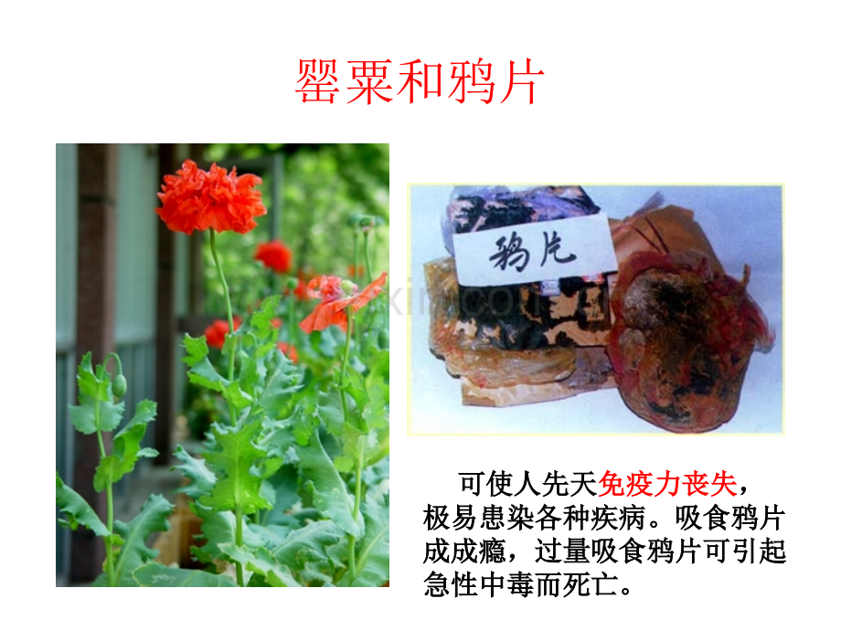 《珍爱生命-远离毒品》.ppt_第3页