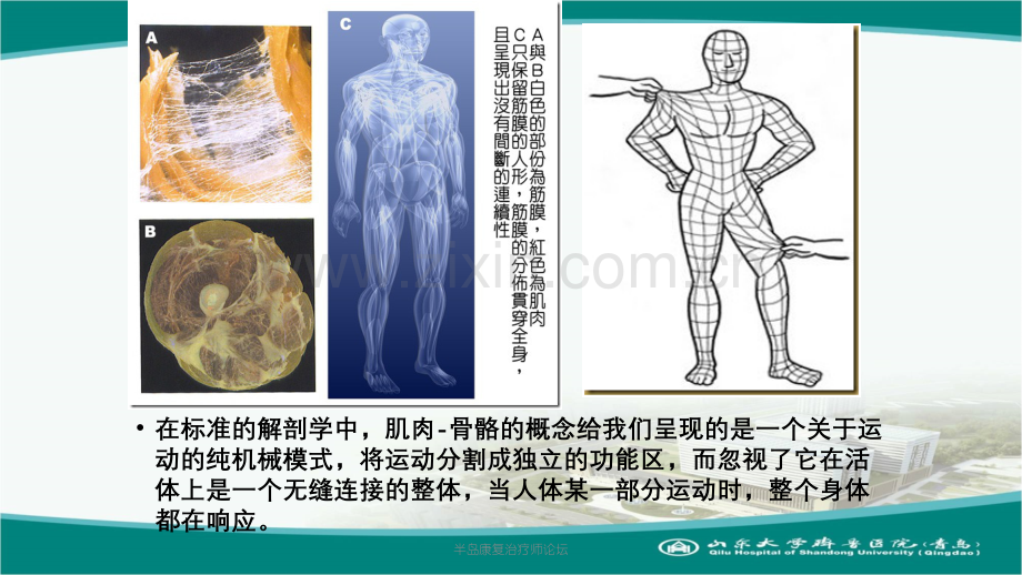 肌筋膜理论指导下的腰骶康复.pptx_第3页