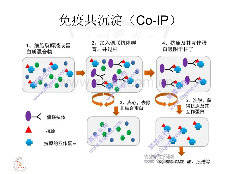 生物芯片技术【可编辑的PPT文档】.ppt_第2页