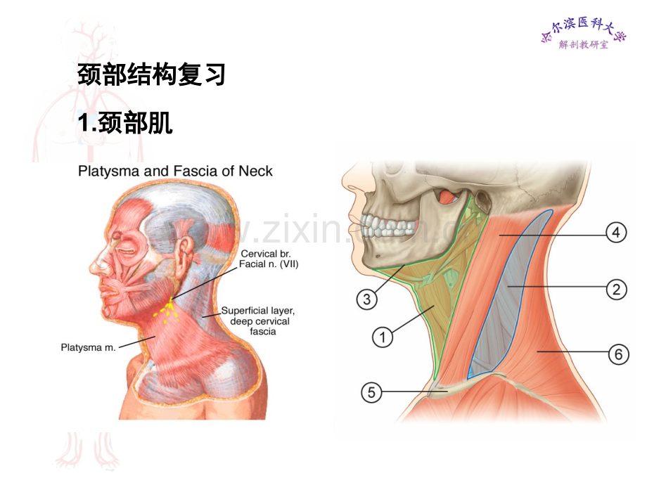 临床医学五年制局部解剖学课件颈部二.ppt_第2页