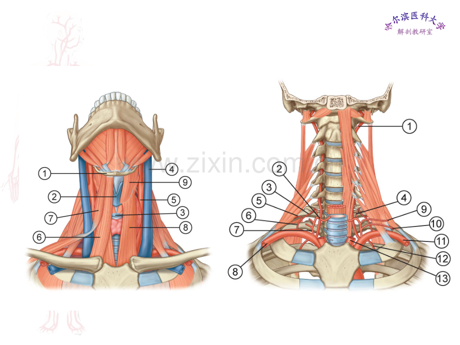 临床医学五年制局部解剖学课件颈部二.ppt_第3页