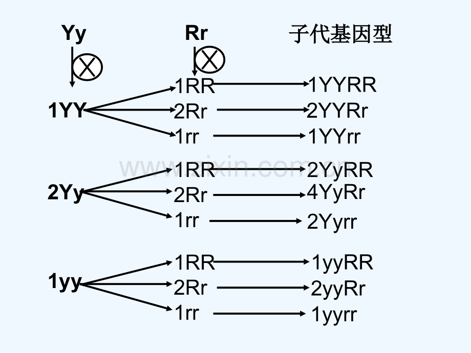 自由组合定律的计算及解题方法-PPT.pptx_第3页