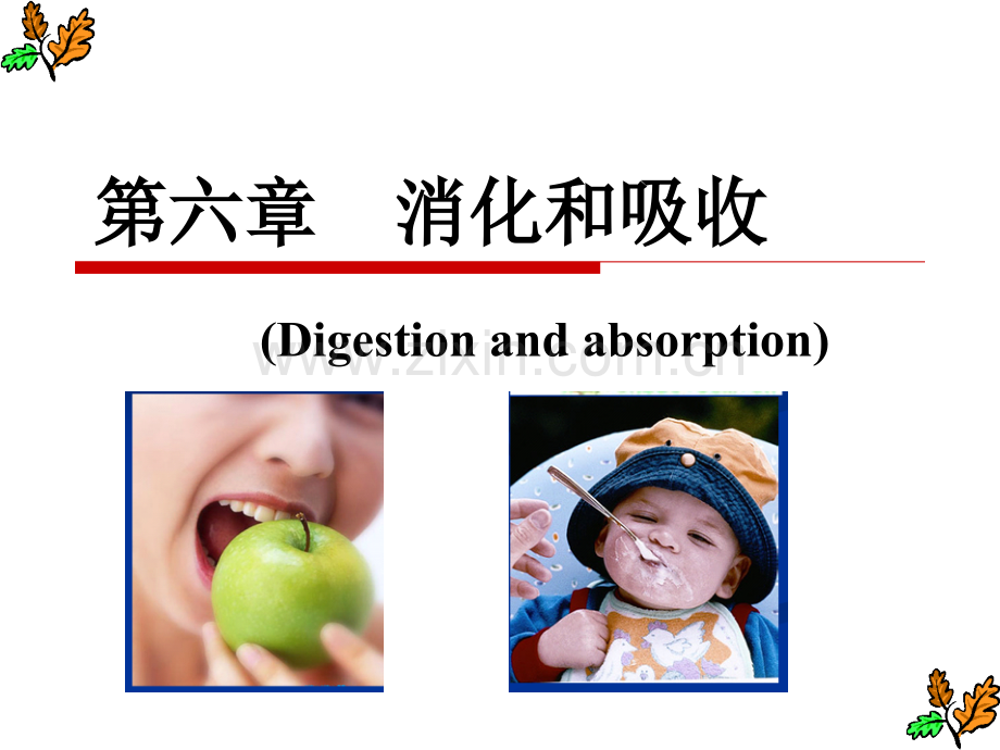 生理学--消化系统.ppt_第1页