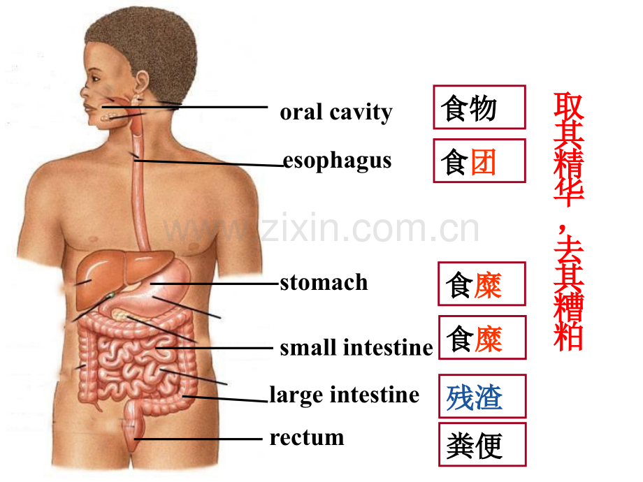 生理学--消化系统.ppt_第3页