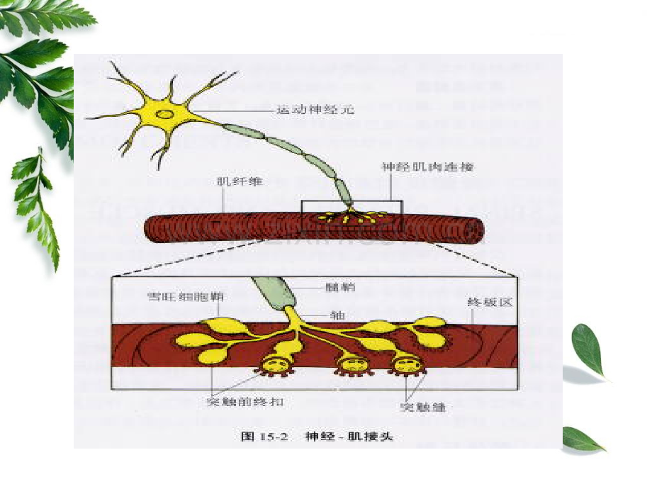 重症肌无力患者的护理查房.ppt_第3页