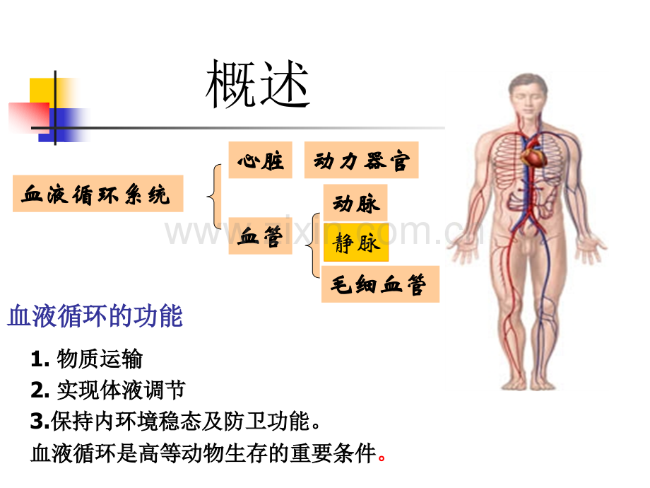 生理学血液循环.ppt_第2页