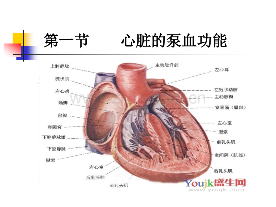 生理学血液循环.ppt_第3页