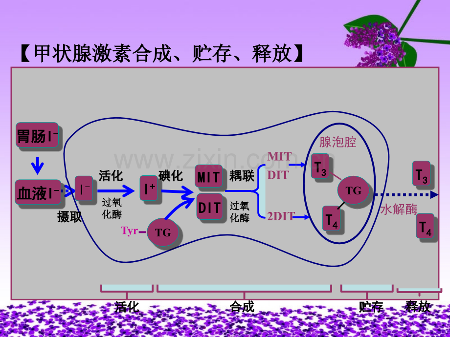 甲状腺危象病人的护理.ppt_第3页