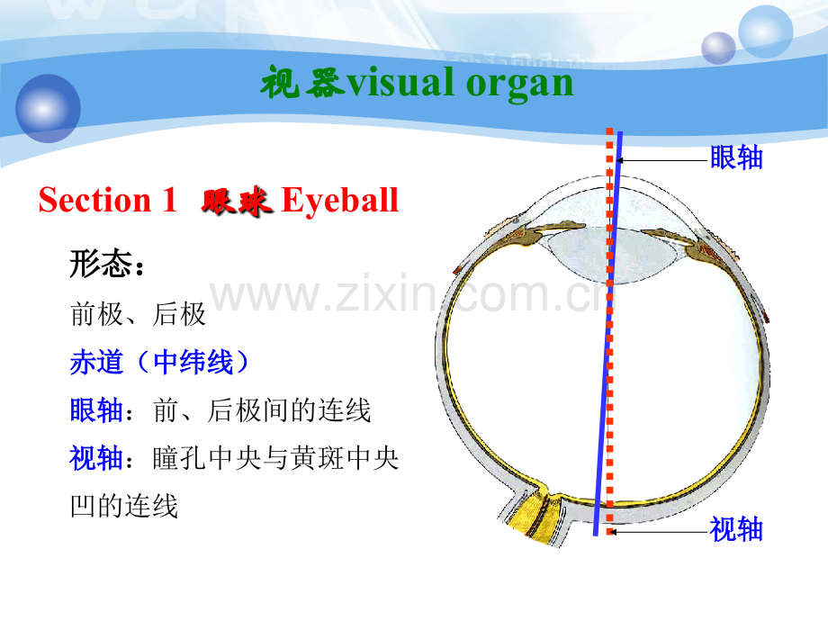 临床医学视器.ppt_第3页