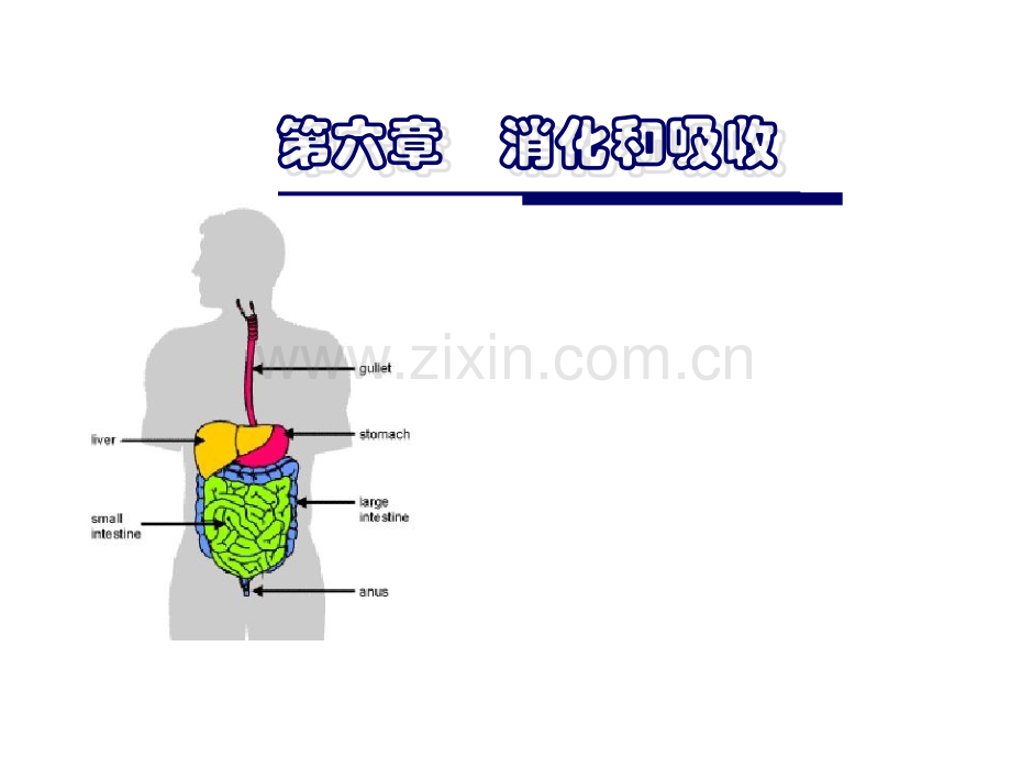 生理课件消化和吸收.ppt_第1页