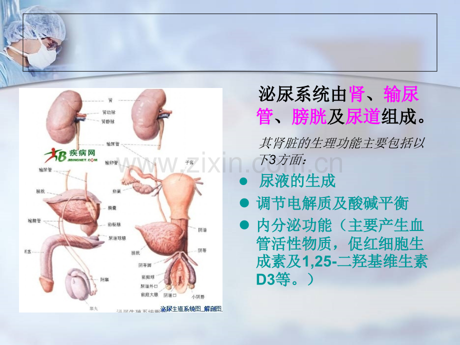 肾损伤病人的护理.ppt.ppt_第2页