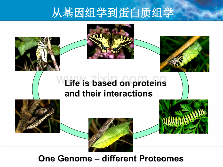 分子生物学：蛋白质组学的研究方法和进展.ppt_第2页